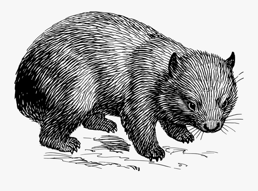 Monochrome - Wombat Is My Spirit Animal, Transparent Clipart