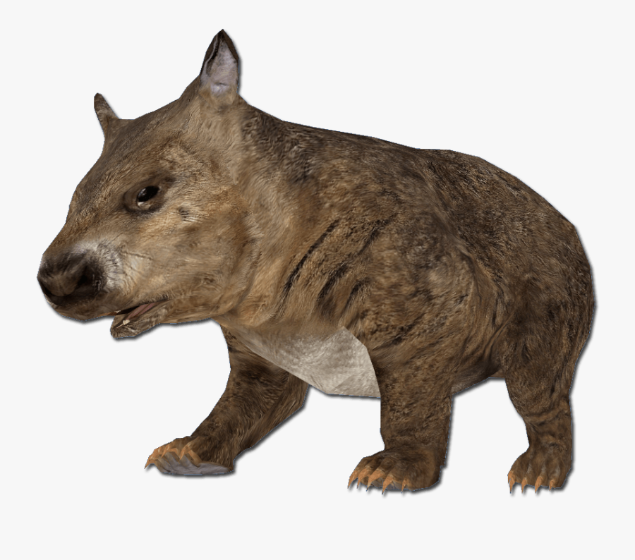 Hairy Nosed Wombat - Wombat Head Transparent, Transparent Clipart