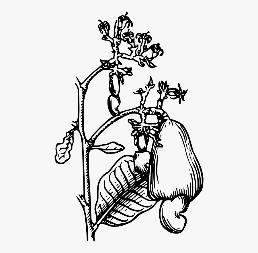 Cashew Clip Art - Drawing Of A Cashew Tree, Transparent Clipart