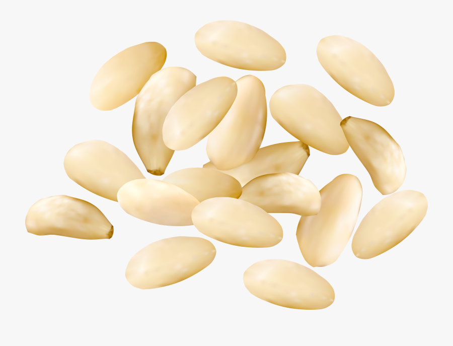 Pine Nuts Png - Pine Nuts Clipart Png, Transparent Clipart