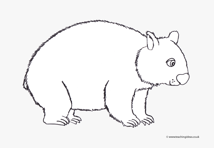 Wombat, Transparent Clipart