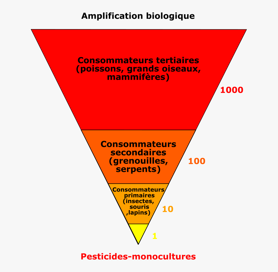 Amplification - Clip Art, Transparent Clipart