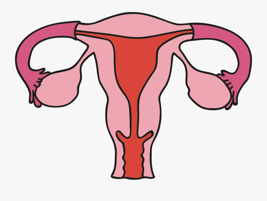 Rung Trung Clipart , Png Download - Uterus, Transparent Clipart