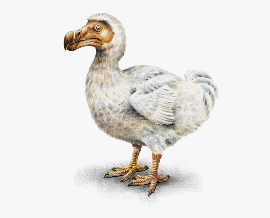 Ocean Birds Transparent Background - Dodo Bird Transparent Background, Transparent Clipart