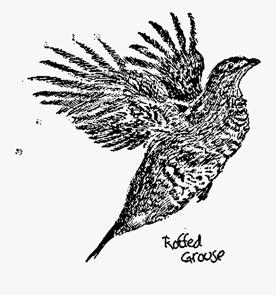 Ruffled Grouse Wings Outstretched Clip Arts - Grouse Clipart, Transparent Clipart