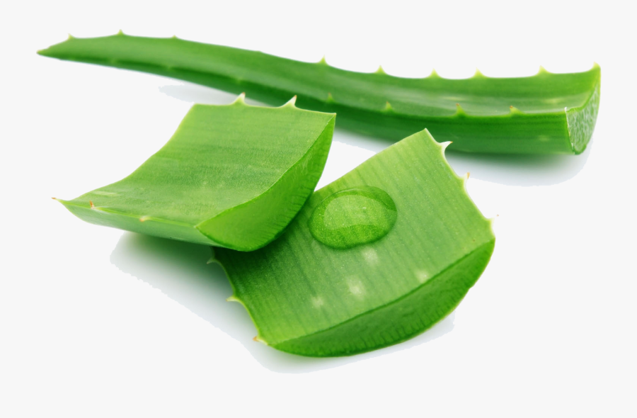 Aloe Png Pic - Transparent Background Aloe Vera Png, Transparent Clipart