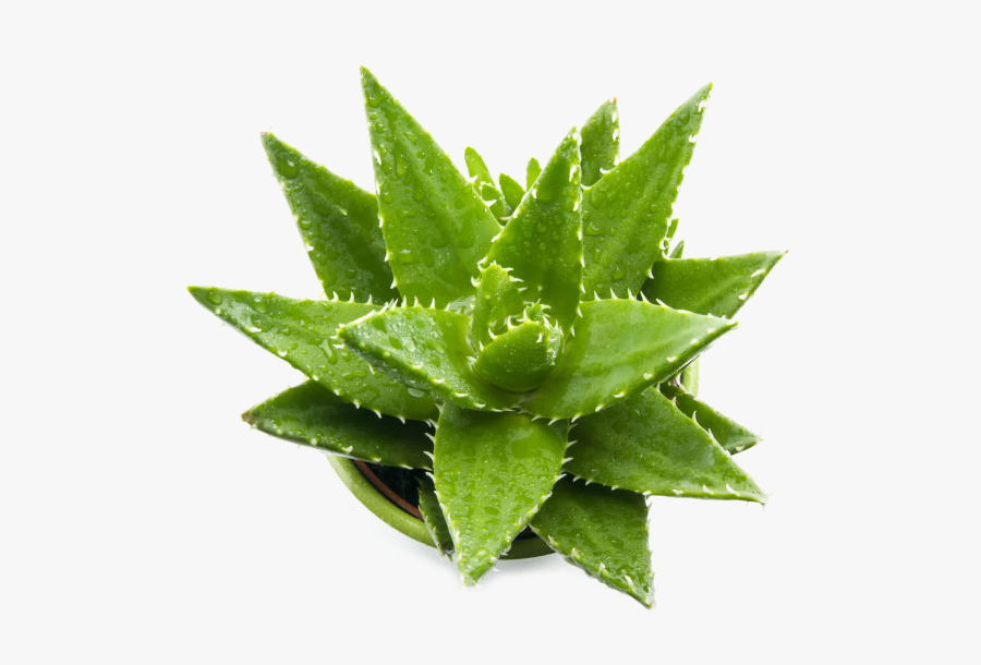 Aloe-vera Victorina Press - Use Aloe Vera Gel For Male Enhancement, Transparent Clipart