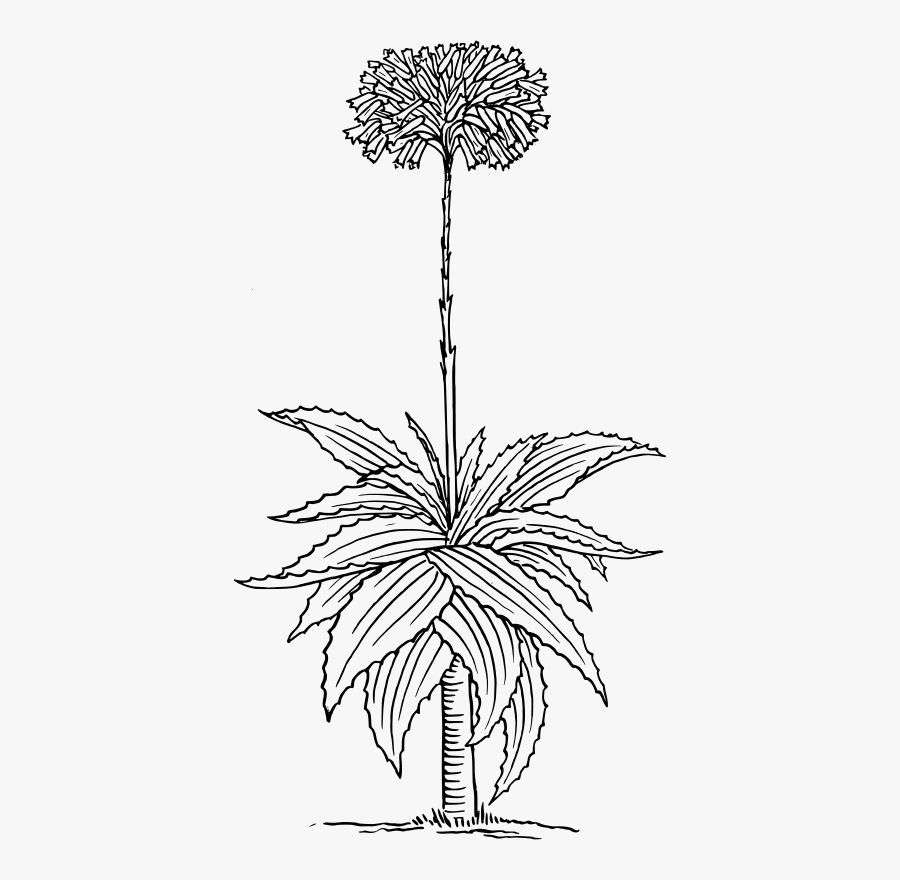 Aloe 2 - Aloe Drawing Png, Transparent Clipart