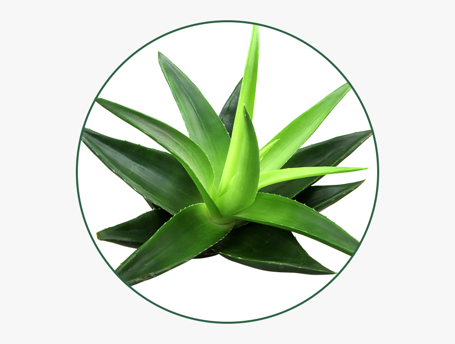 Benefits Aloe Vera, Transparent Clipart