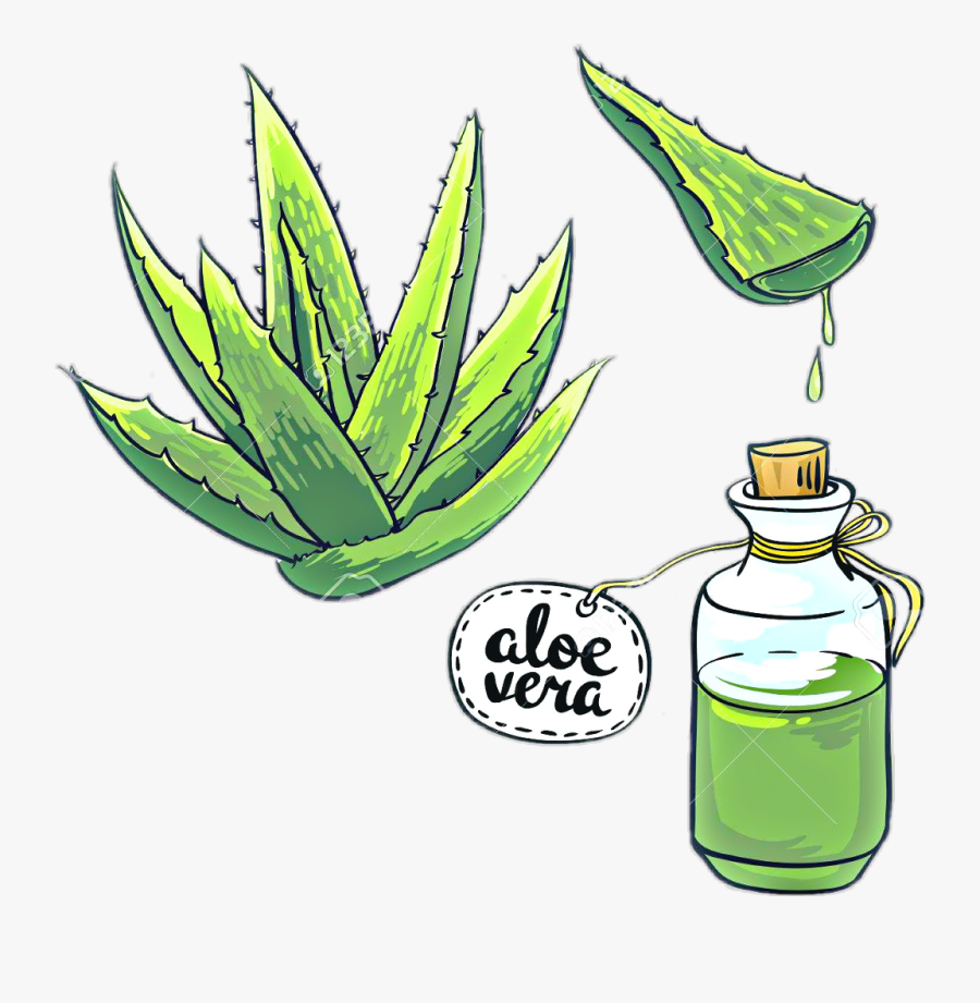 #aloes #aloevera #kaktus #kaktus🌵 #flora #nature #freetoedit - Easy Drawing Of Aloe Vera, Transparent Clipart