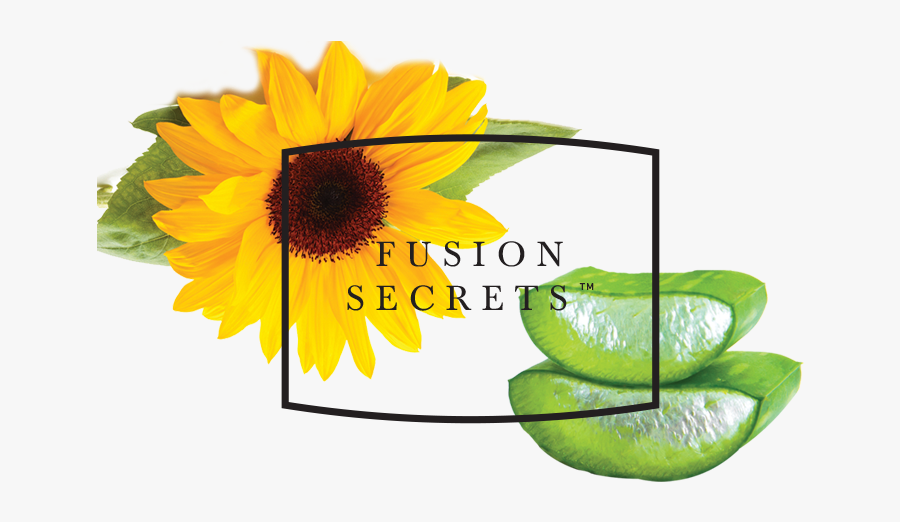 Sunflower, Transparent Clipart