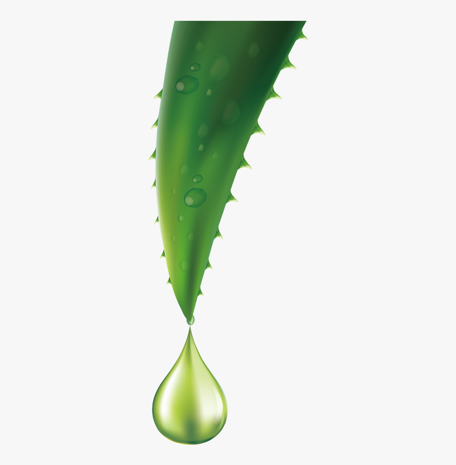 Image Description - Aloe Vera Single Leaf Png, Transparent Clipart
