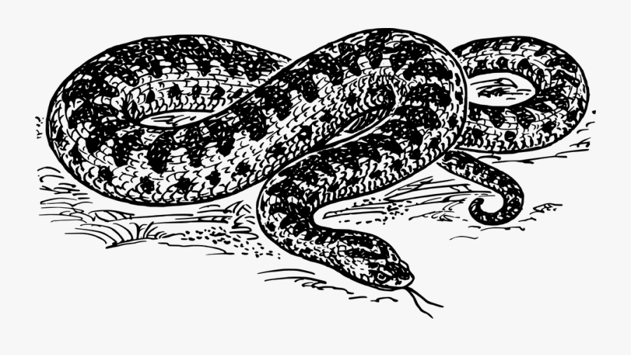 Snake Reptile Dangerous Hiss Wildlife Viper - Anaconda Black And White, Transparent Clipart