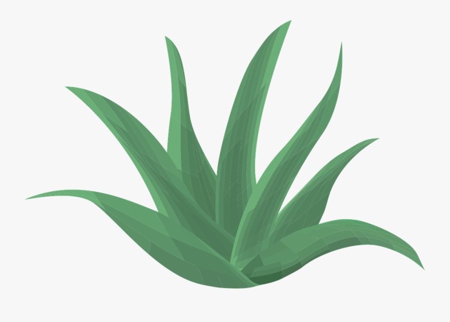 Aloe Vera Animado Png, Transparent Clipart