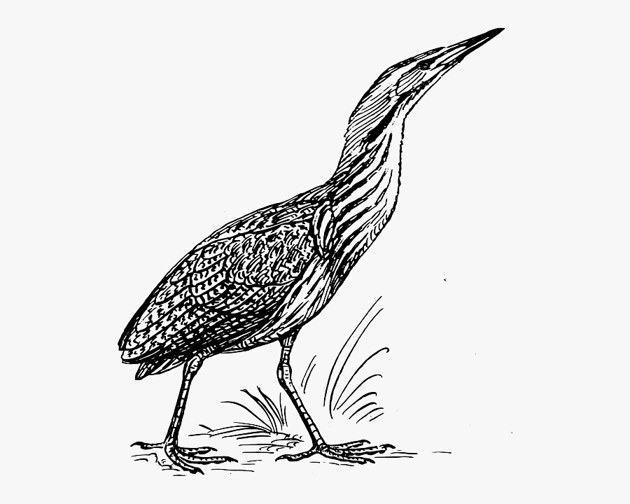 Bittern Bird Drawing, Transparent Clipart