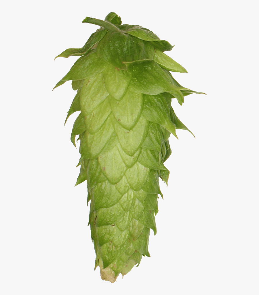 Clip Art Explore Different Hops Hopsteiner - Bud, Transparent Clipart
