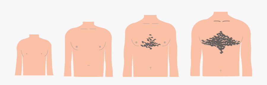 Transparent Pubic Hair Clipart - Grow Hair In Chest Puberty, Transparent Clipart