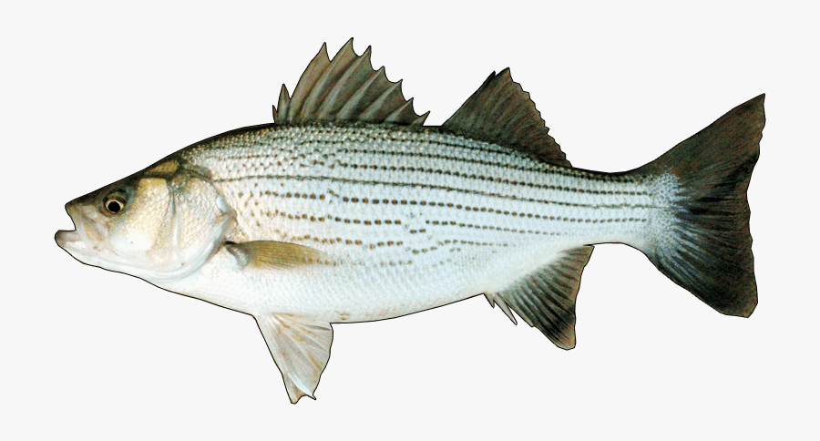 Hybrid Striped Bass - Striped Bass, Transparent Clipart