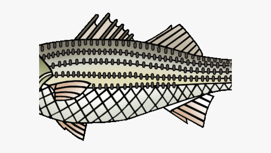 Striped Bass Cliparts - Illustration, Transparent Clipart