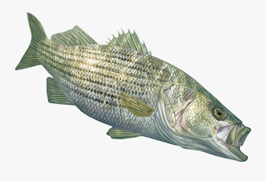 Decal By Randy Mcgovern Art Vynl Crafts - Striped Bass No Background, Transparent Clipart