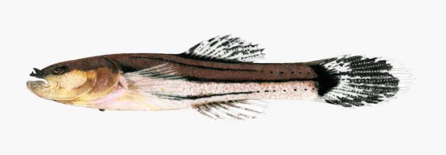 Striper Bass, Transparent Clipart