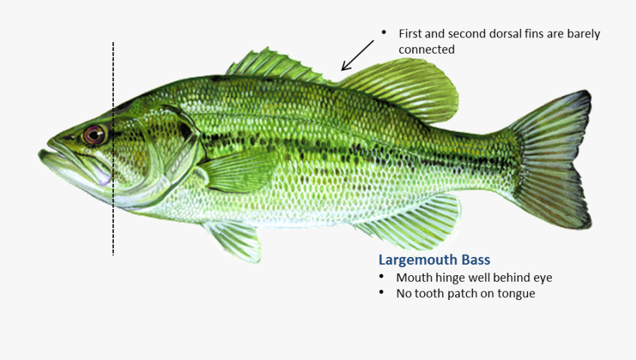 Bass Transparent Mouthed - Largemouth Bass Life Cycle, Transparent Clipart