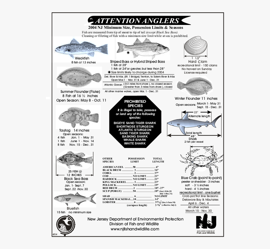 Transparent Striped Bass Png - 2018 Nj Fishing Regulations, Transparent Clipart
