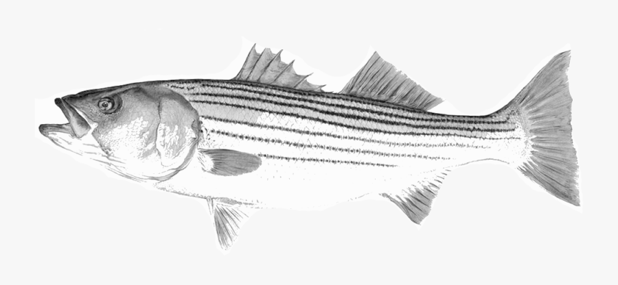 Bass Vector Striped - Black And White Striped Bass Illustration Png, Transparent Clipart