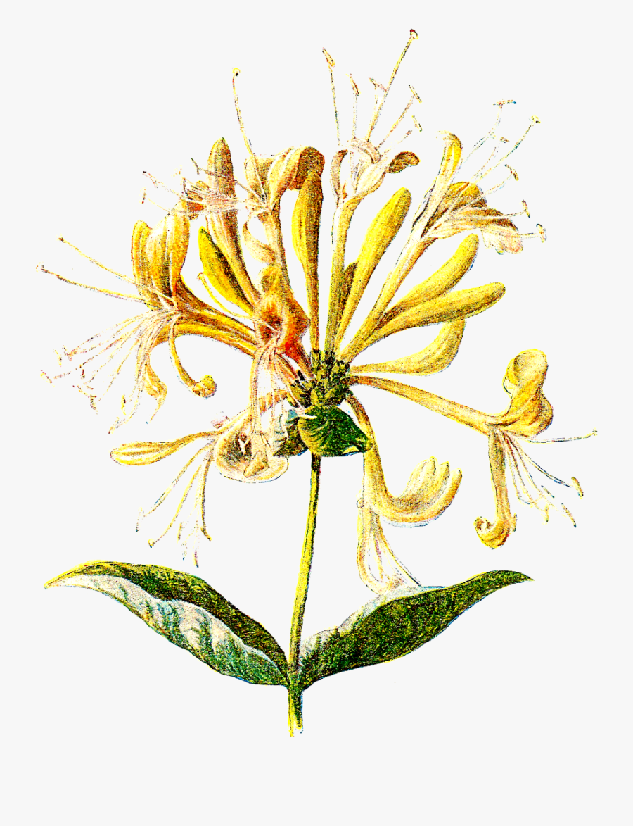 Clip Art Honeysuckle Clipart - Honeysuckle, Transparent Clipart