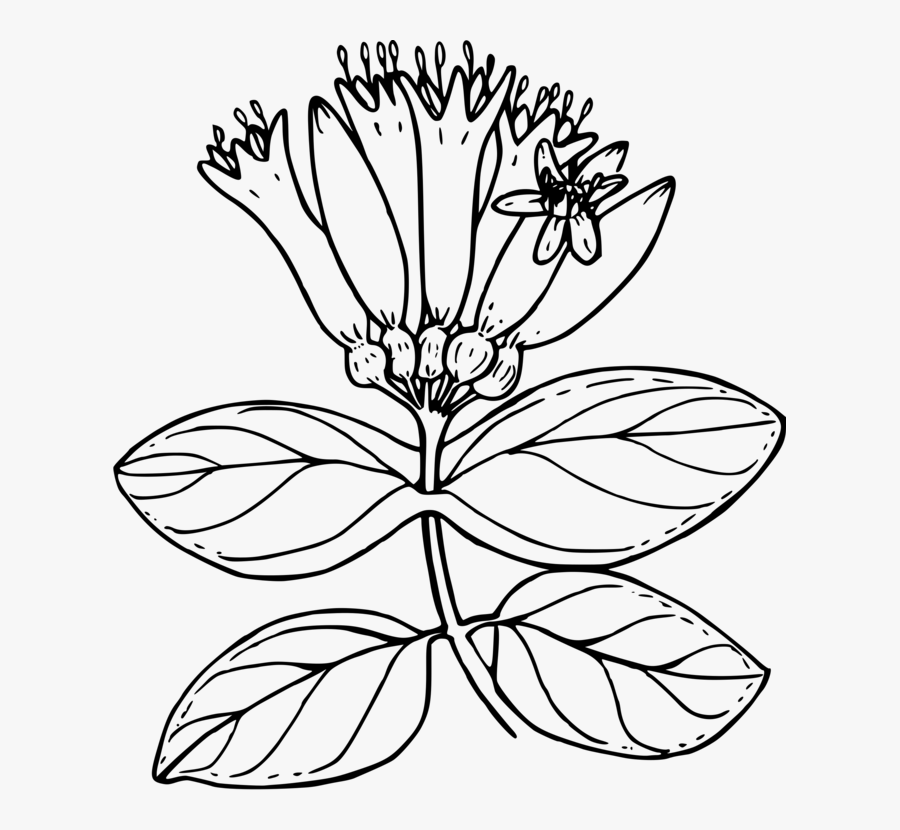 Transparent Honeysuckle Clipart - Honeysuckle Coloring Page, Transparent Clipart