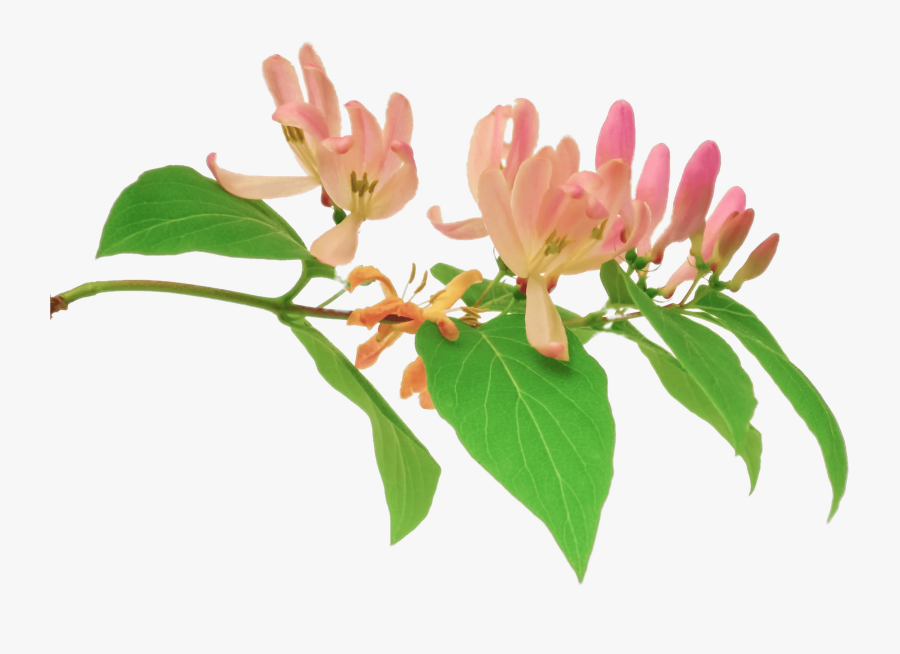 Pink Honeysuckle Branch - Honeysuckle Flower Transparent Background, Transparent Clipart