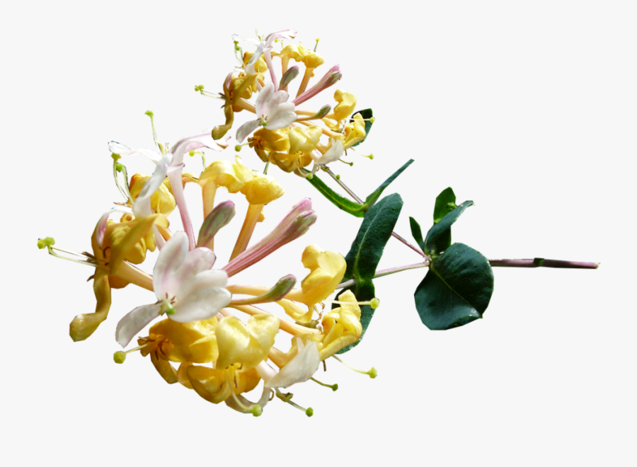 Clip Art Mexican Honeysuckle - Honeysuckle Flower Png, Transparent Clipart
