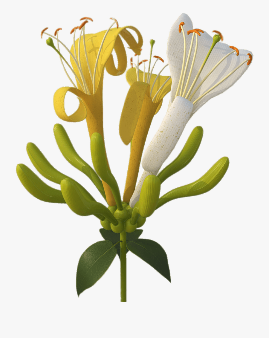 Yellow And White Honeysuckle Flowers - Honeysuckle Png, Transparent Clipart