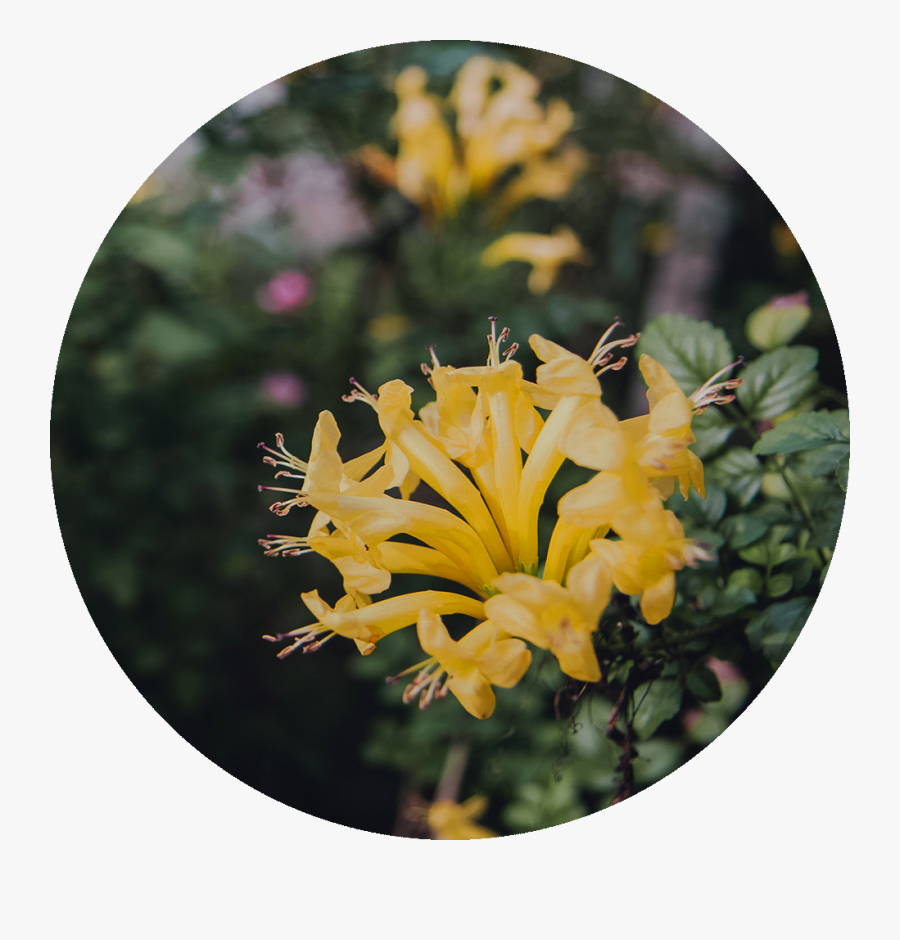 Transparent Japanese Flower Png - Grevillea, Transparent Clipart