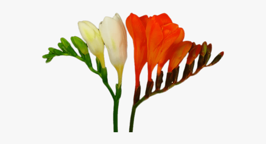 White And Red Honeysuckle Flowers - Freesia Flower White Background, Transparent Clipart
