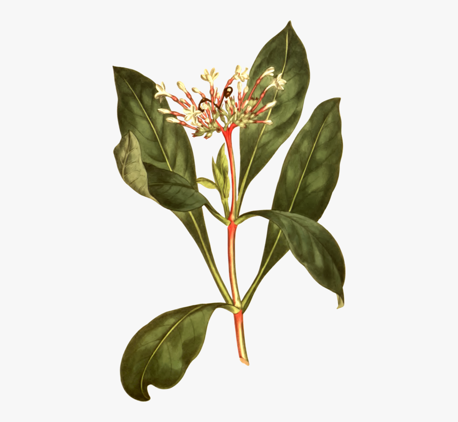 Plant,flower,leaf - Indian Snakeroot, Transparent Clipart