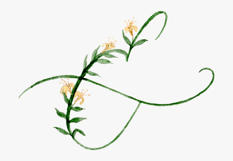 Arrowgrass Family - Line Art, Transparent Clipart