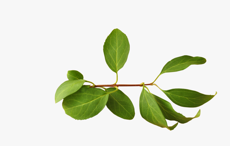 Leaves Png Download - Branch With Leaves Png, Transparent Clipart