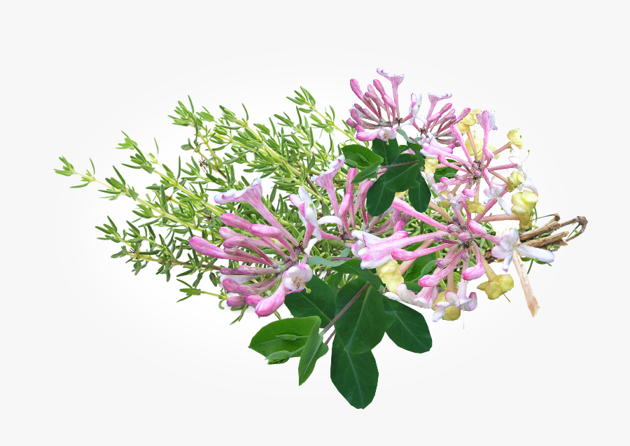 Thyme Transparent Background, Transparent Clipart