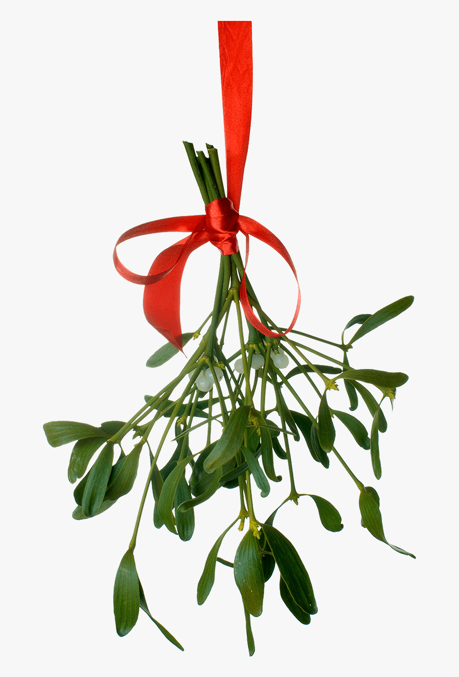 Honeysuckle - Mistletoe Png, Transparent Clipart