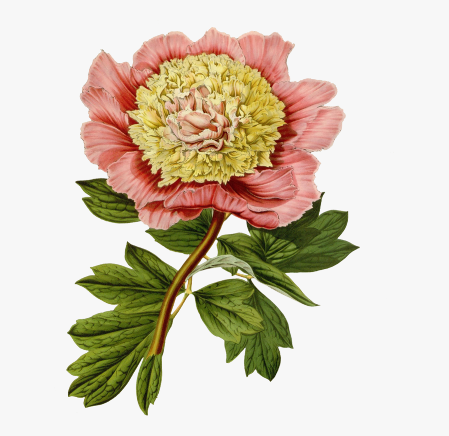Pin By - Botanical Flowers Illustration, Transparent Clipart