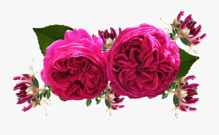 Roses Red Honeysuckle - Rose And Honeysuckle, Transparent Clipart