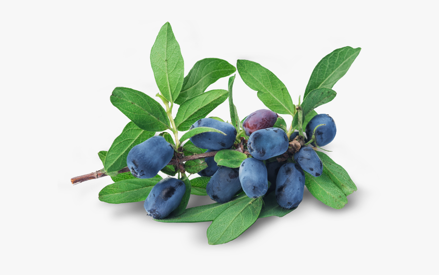 Transparent Honeysuckle Png - Жимолость Png, Transparent Clipart