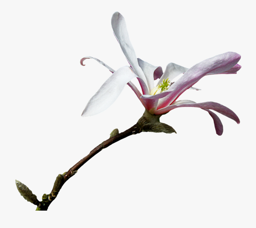 Honeysuckle - Magnolie Png, Transparent Clipart