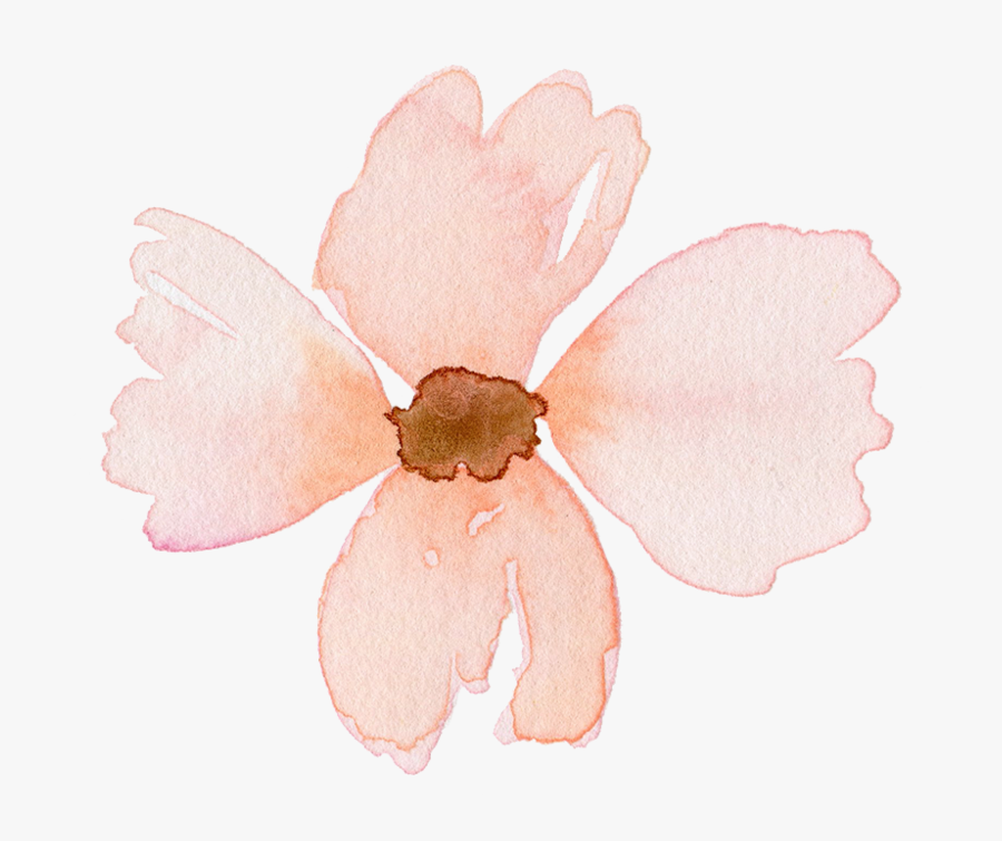Plant,magnolia Family,wildflower - Impatiens, Transparent Clipart
