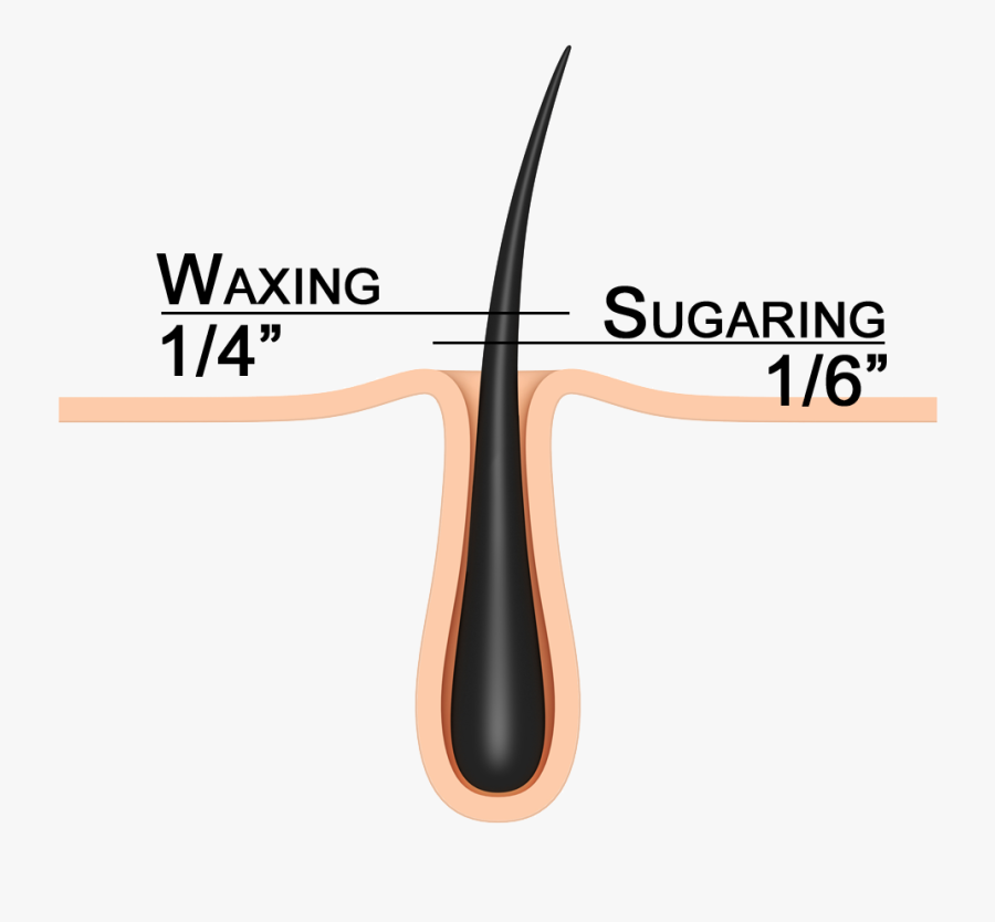 Long Does Your Hair Have, Transparent Clipart