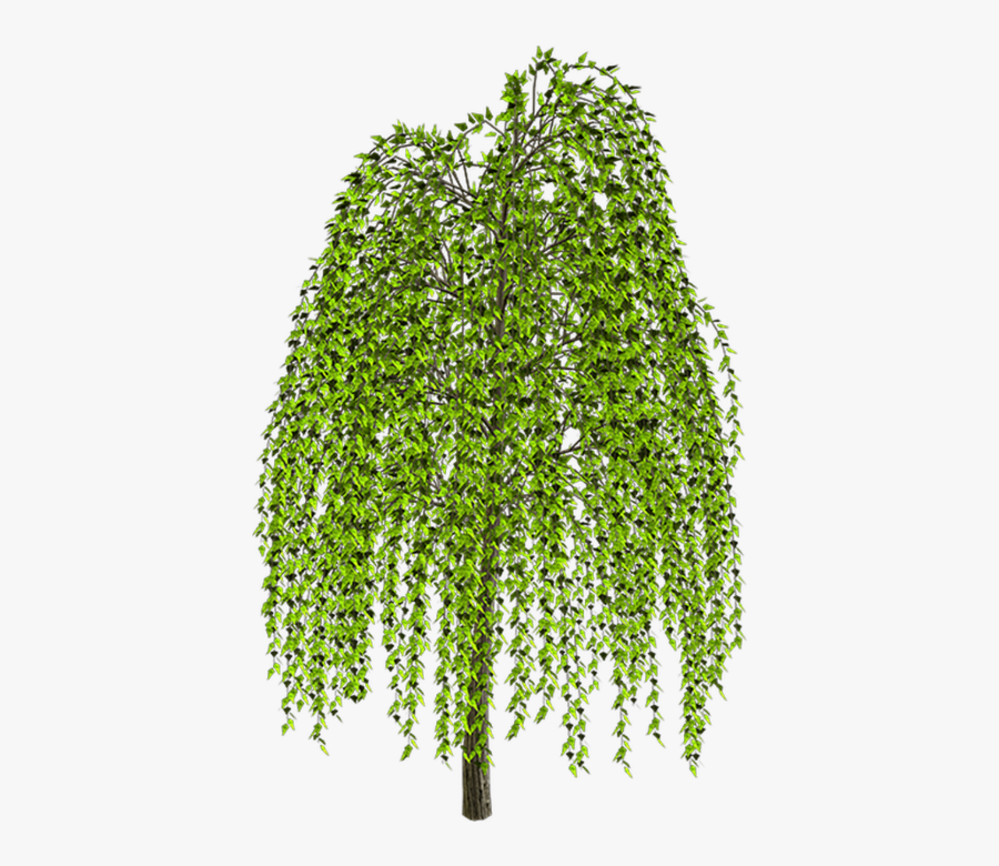 Weeping Willow Tree Drawing Clip Art - Leaf Weeping Willow Branch, Transparent Clipart