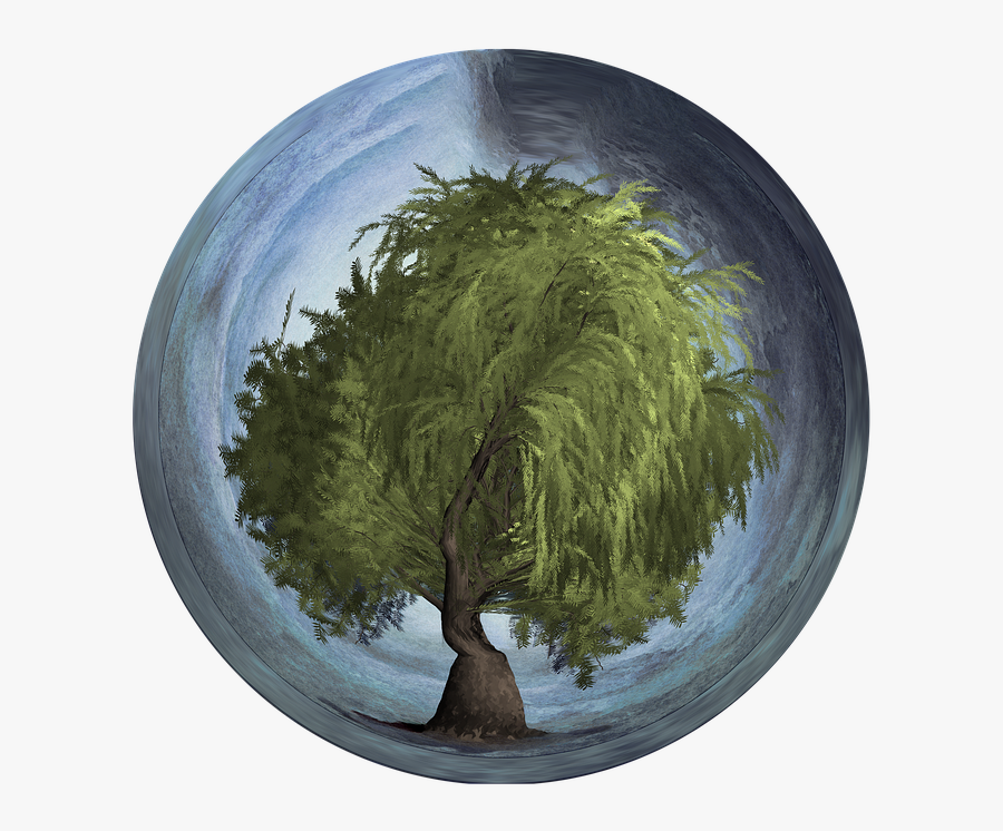 Transparent Weeping Willow Png - Día Del Arbol 2019, Transparent Clipart