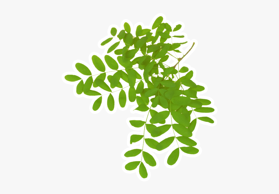Acacia, Transparent Clipart