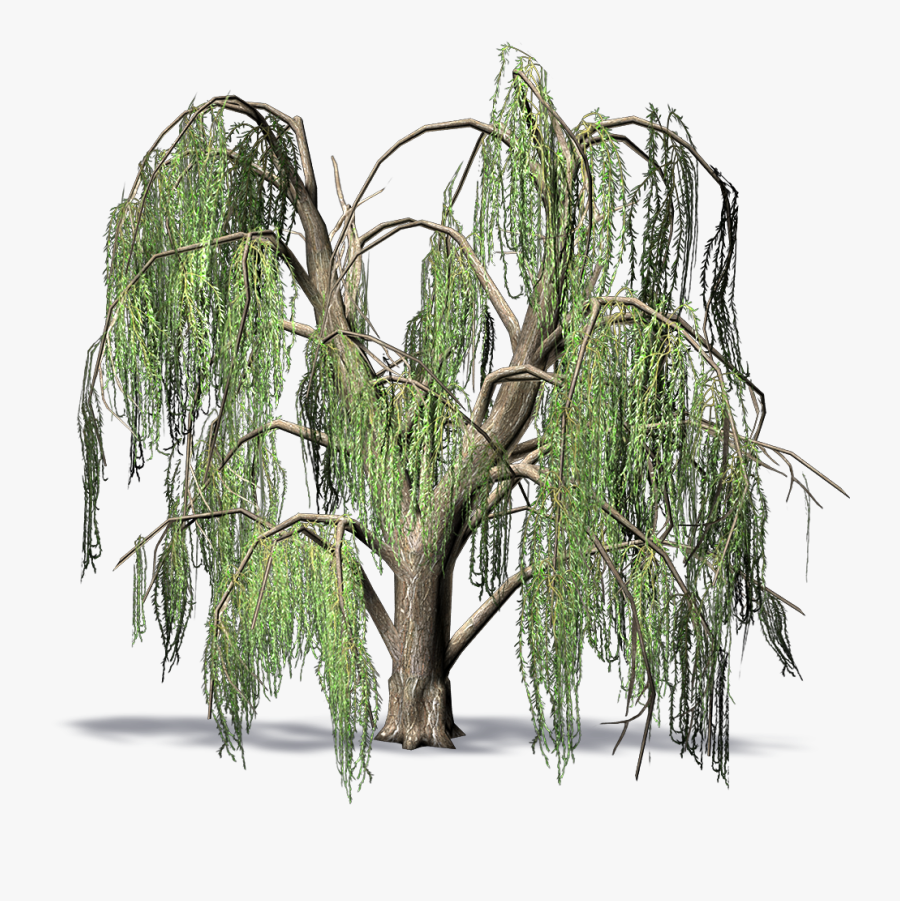 Pond Pine - Weepinv Willow Png, Transparent Clipart